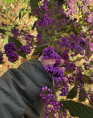 Callicarpa Japonia